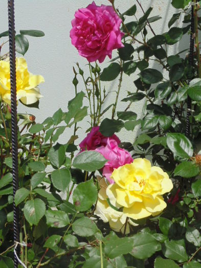 picture 052 - Giugno