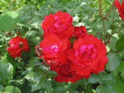 picture 064 - Giugno