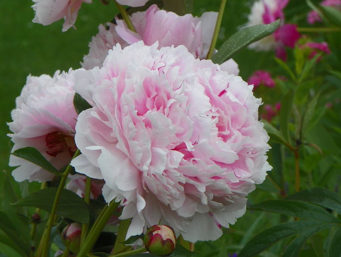 Sarah Bernhardt