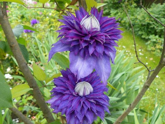 Multi Blue