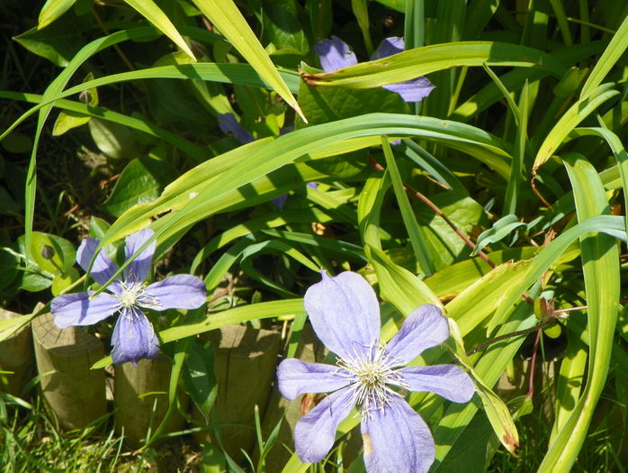 Arabella - Clematite 2016