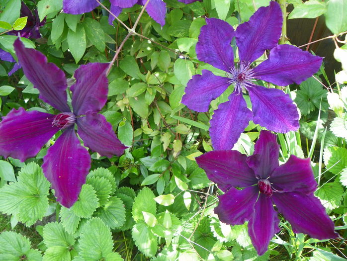 Honora - Clematite 2016