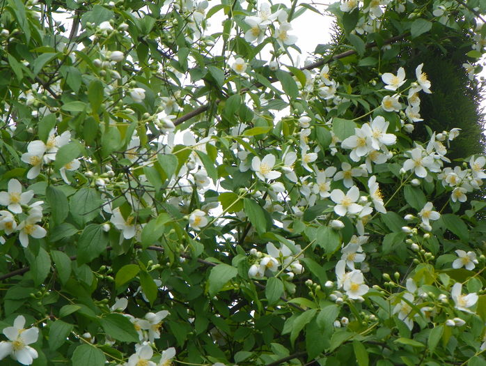 philadelphus inodorus - Copacei si arbusti 2016