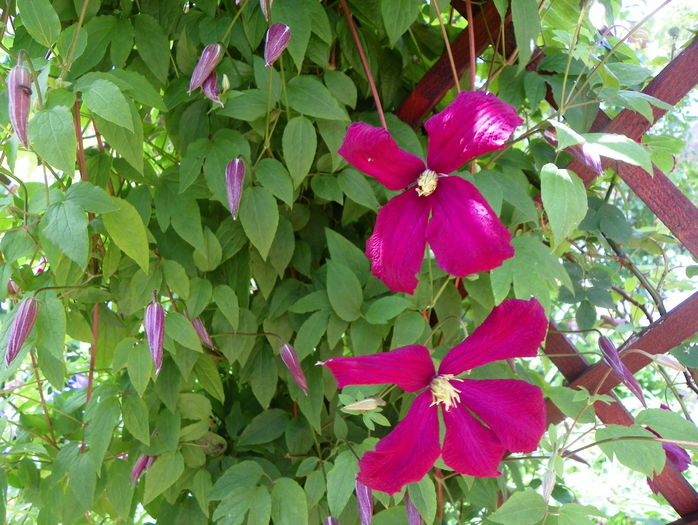 Mme. Julia Correvon - Clematite 2016