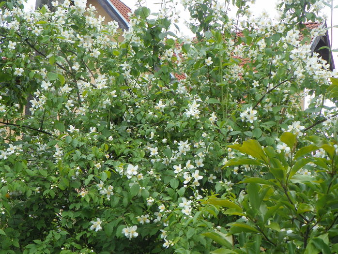 philadelphus inodorus - Copacei si arbusti 2016