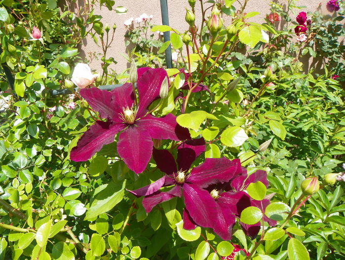 Niobe - Clematite 2016