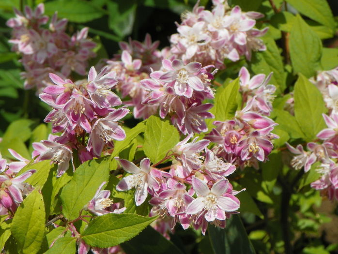 deutzia Strawberry Fields - Copacei si arbusti 2016