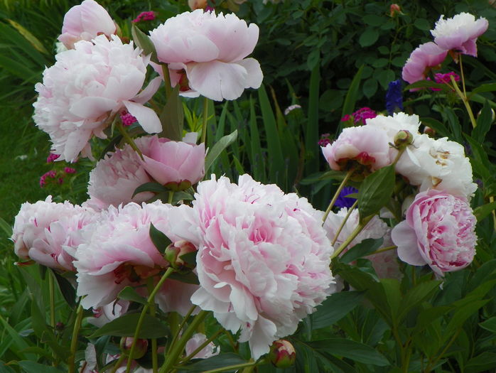 Sarah Bernhardt