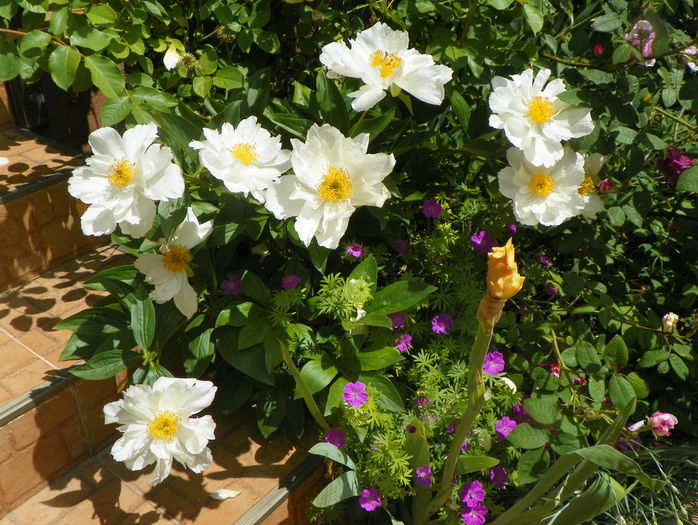 Krinkled White - Bujori 2016