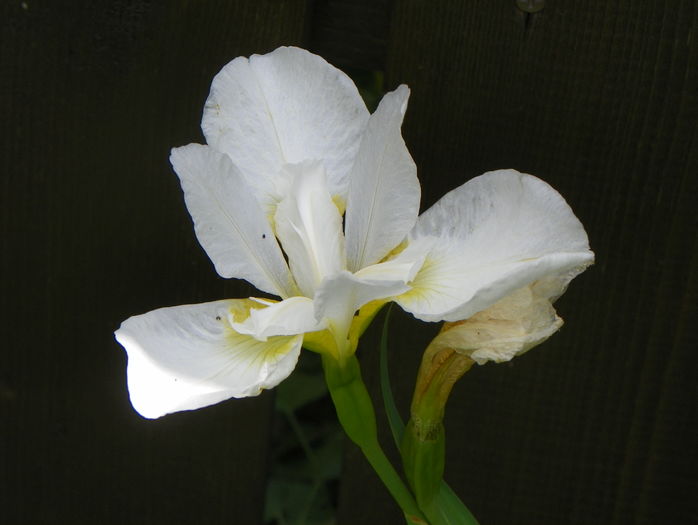 sibirica White Swirl - Irisi 2016 - 2