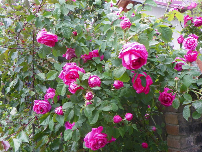 Futtacker Schlingrose