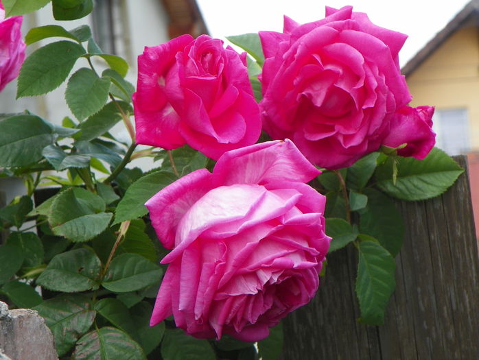 Futtacker Schlingrose