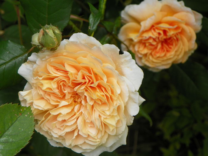 Crown Princess Margareta