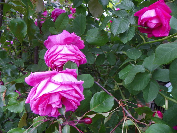 Futtacker Schlingrose