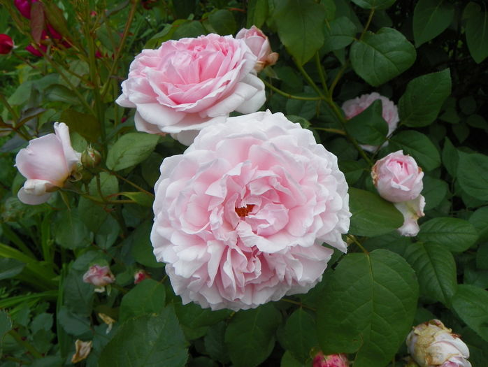 Eglantyne