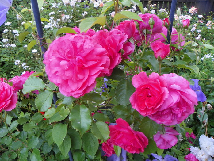 Rosarium Uetersen