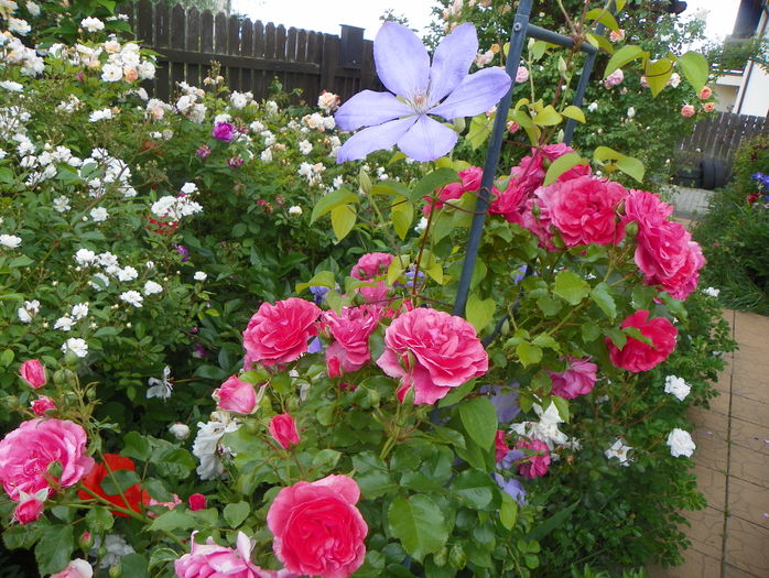 Rosarium Uetersen - Trandafiri 2016 - 1