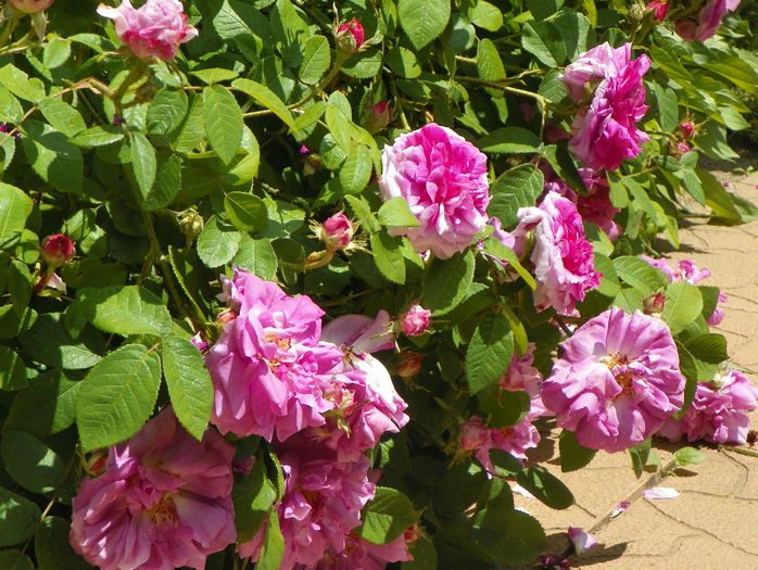 Jenny Duval - Trandafiri 2016 - 2