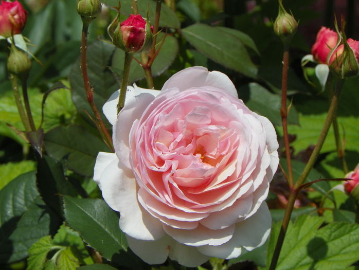 A Shropshire Lad