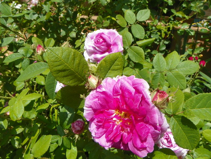 Jenny Duval - Trandafiri 2016 - 2