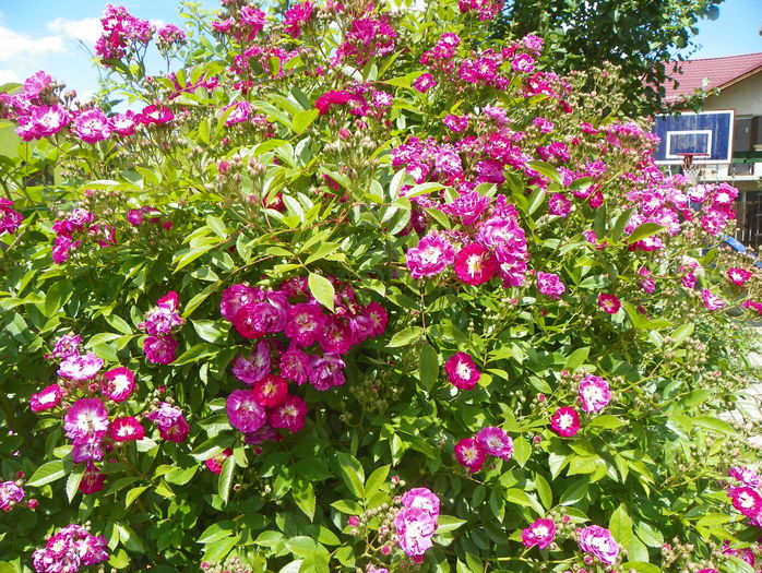 Perennial Blue - Trandafiri 2016 - 2