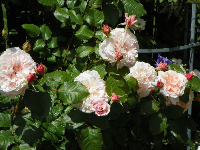 Rose de Tolbiac - Trandafiri 2016 - 2