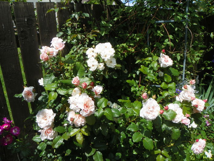 Rose de Tolbiac - Trandafiri 2016 - 2