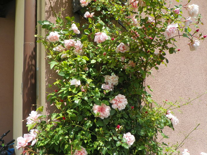 Albertine - Trandafiri 2016 - 2