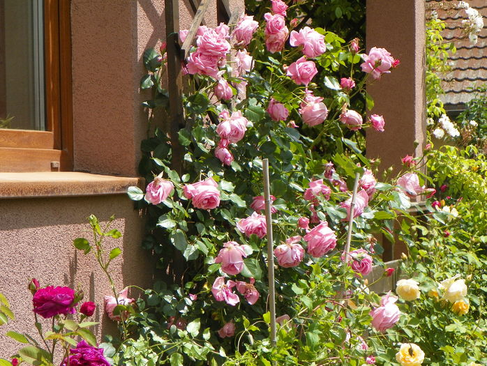 Coral Dawn - Trandafiri 2016 - 2