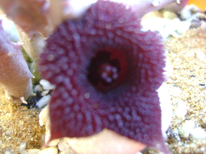 Huernia pendurata - Stapeliade 2016