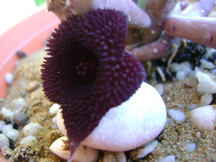 Huernia pendurata - Stapeliade 2016