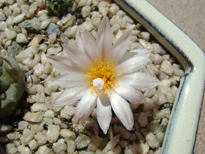 Turbinicarpus macrochele v. kupcakii