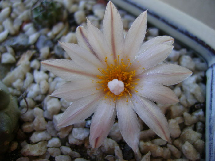 Turbinicarpus macrochele v. kupcakii
