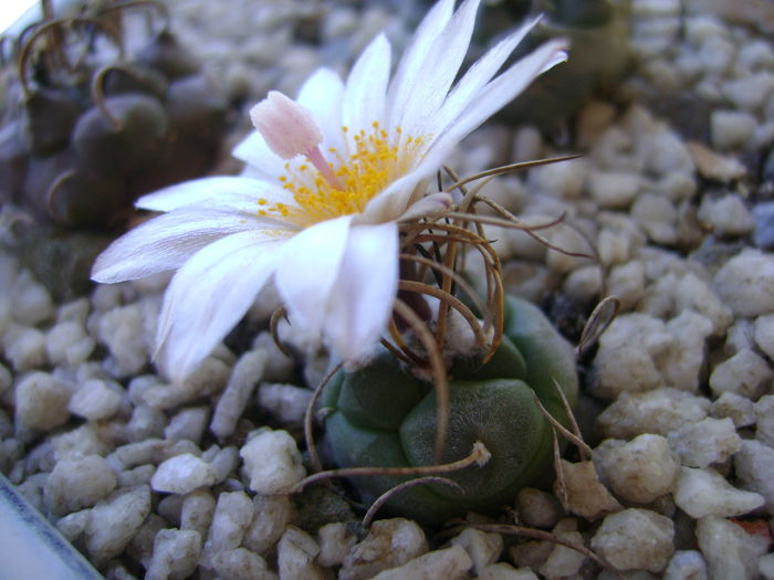 Turbinicarpus macrochele v. kupcakii