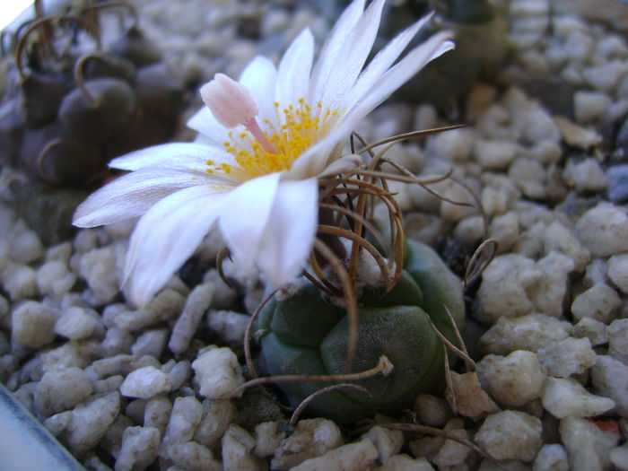 Turbinicarpus macrochele v. kupcakii - Cactusi 2016