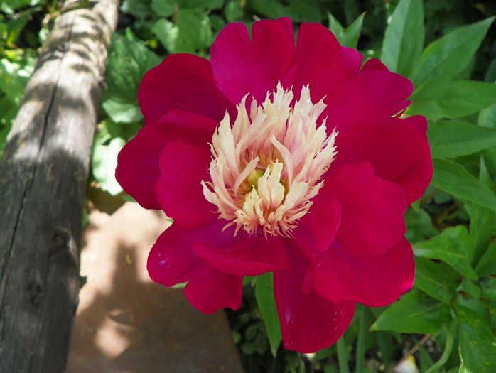 White Cap - Bujori 2016