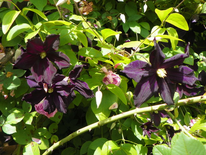 Romantika - Clematite 2016