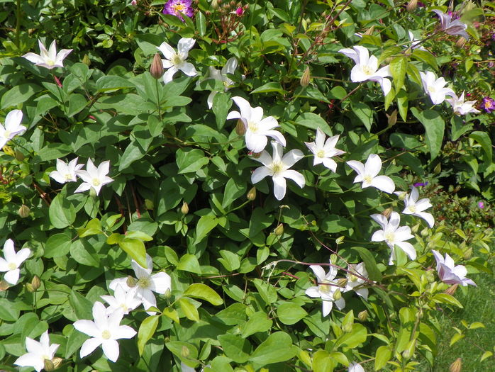 Huldine - Clematite 2016