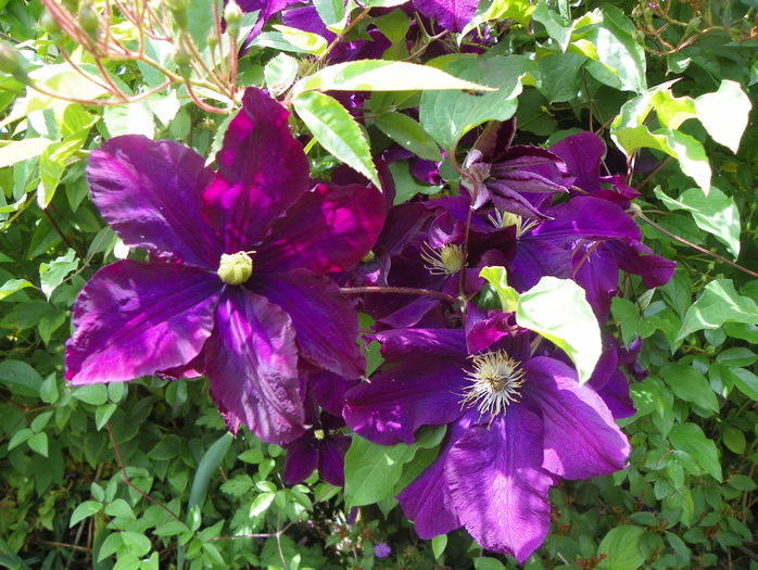 Warszawska Nike - Clematite 2016