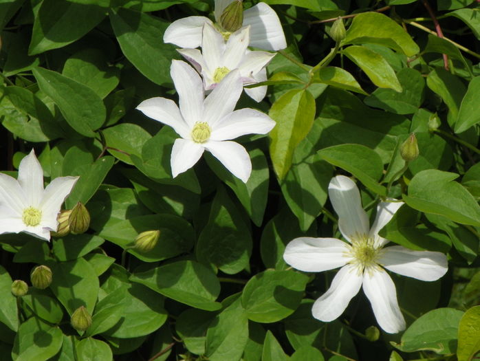 Huldine - Clematite 2016