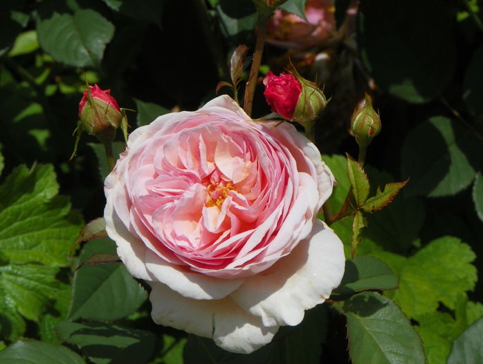 A Shropshire Lad - Trandafiri 2016 - 2