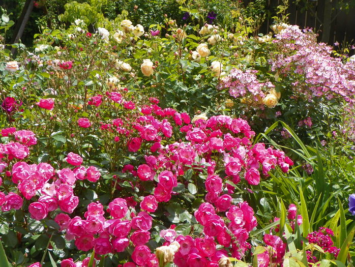 Angela, Teasing Georgia, Ballerina - Trandafiri 2016 - 2