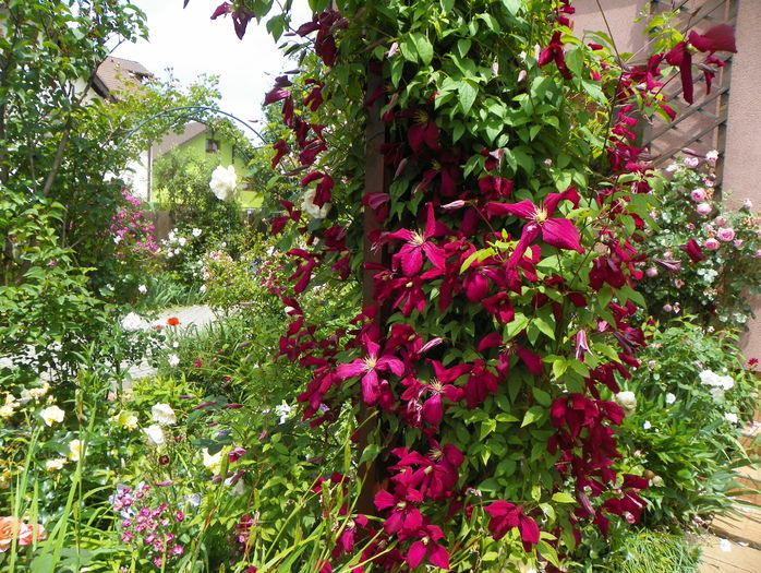 Mme. Julia Correvon - Clematite 2016
