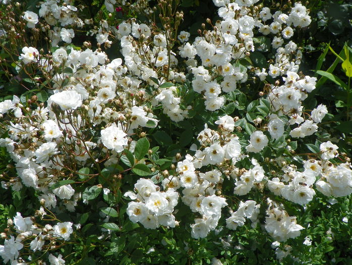 Irene of Denmark - Trandafiri 2016 - 2