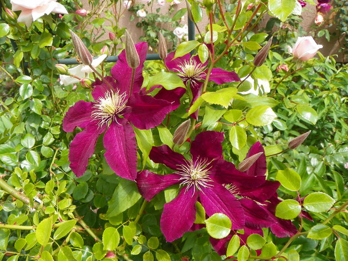 Niobe - Clematite 2016