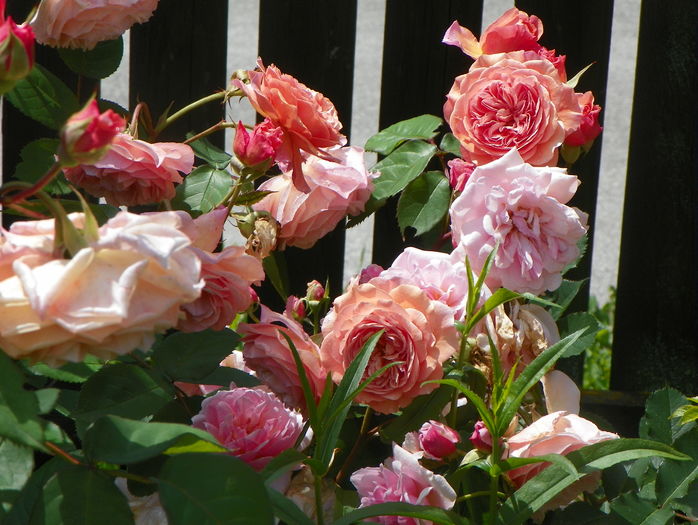 Leander - Trandafiri 2016 - 2