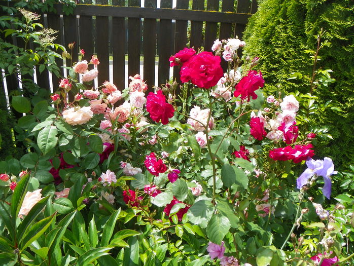 Leander, Wilhelm, Felicia - Trandafiri 2016 - 2