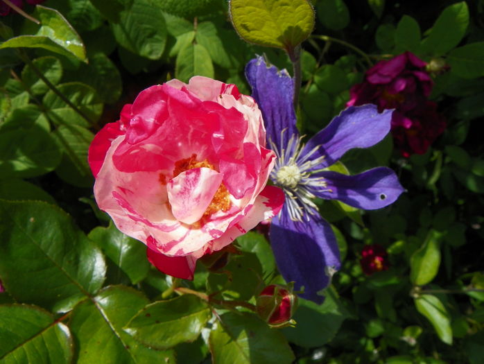 Mind Games - Trandafiri 2016 - 2