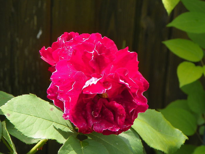 Baron Girod de l'Ain - Trandafiri 2016 - 2