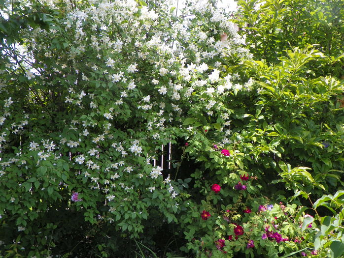 philadelphus inodorus - Copacei si arbusti 2016